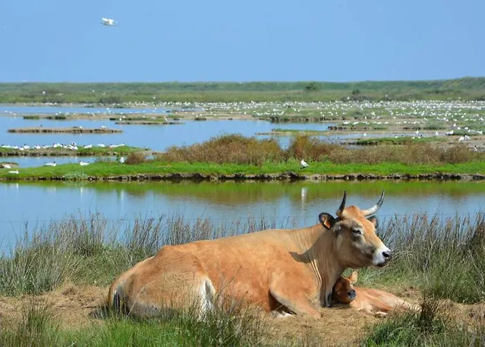 Maison Bord De A Noirmoutier 펜션 Barbâtre
